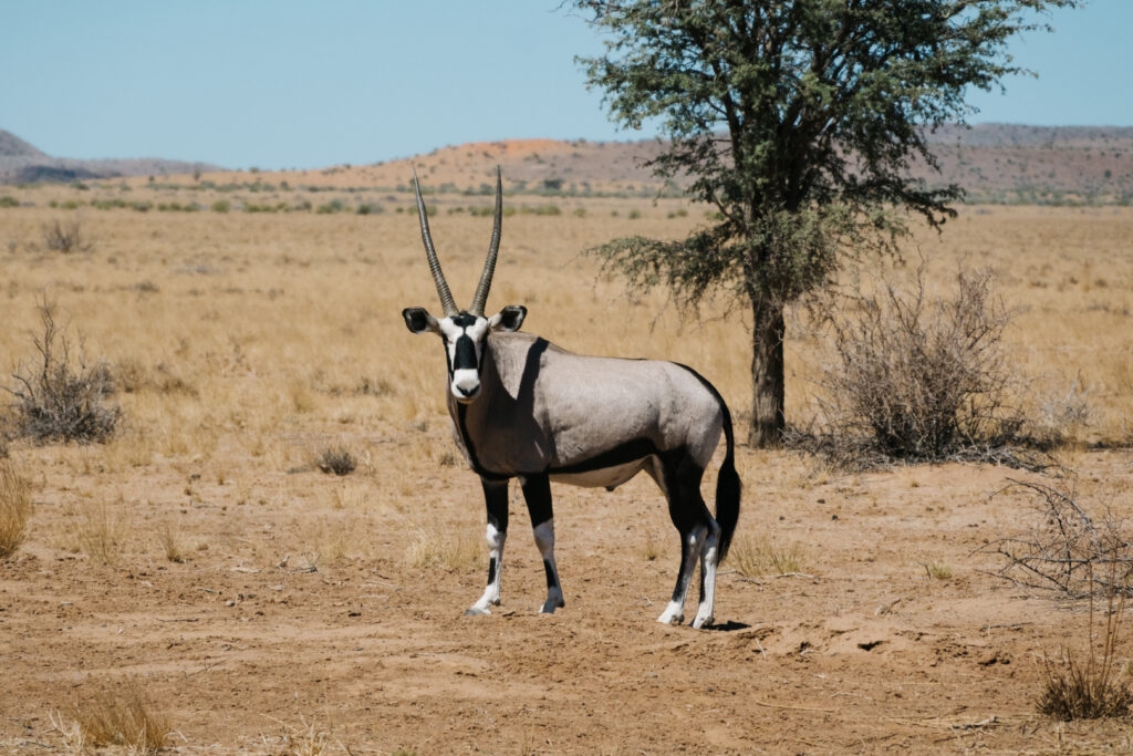 Oryx Namibie