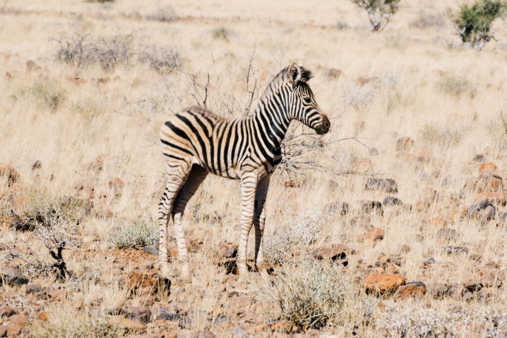 Namibie en famille