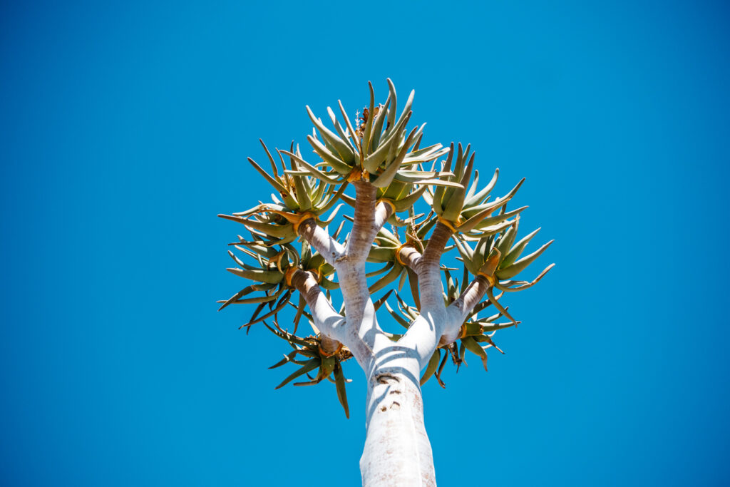 Quiver Tree Namibie