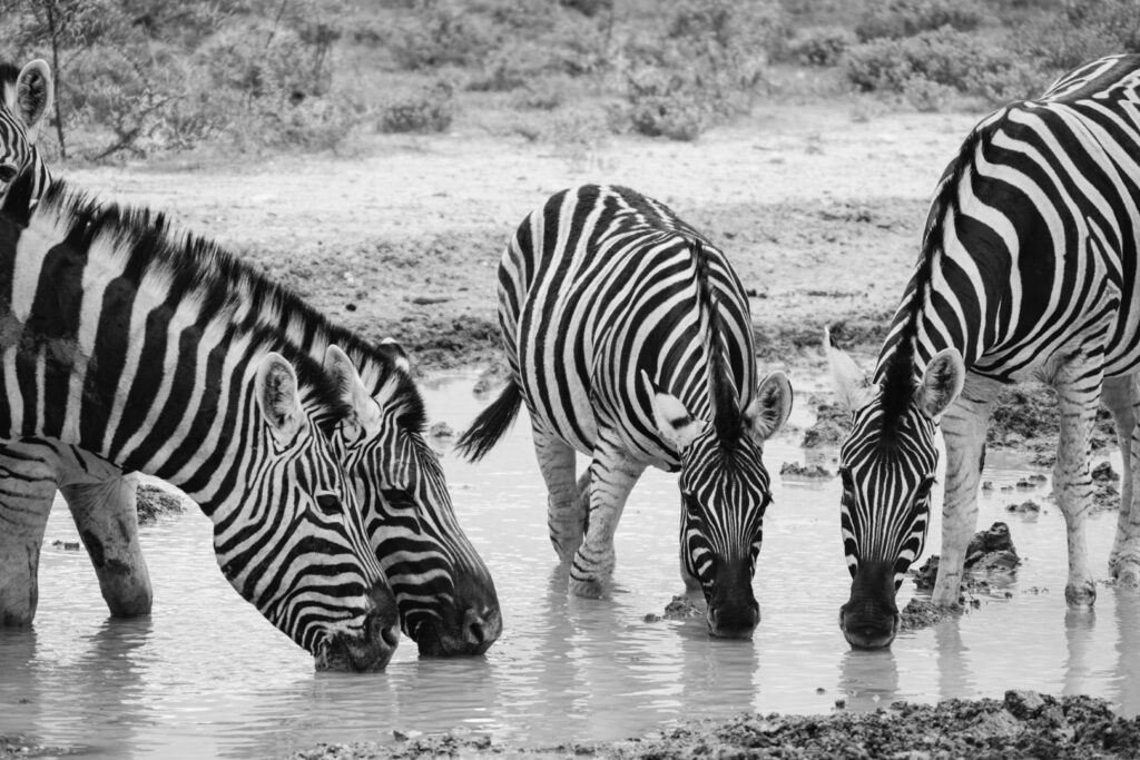 Voyage en Namibie en famille