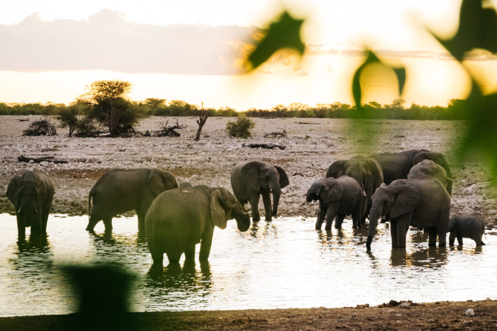 Etosha Namibie